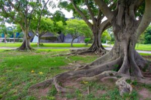 Universidade Federal do Rio de Janeiro (UFRJ)
