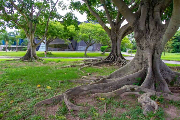 Universidade Federal do Rio de Janeiro (UFRJ)
